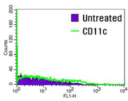 음성 대조군인 섬유아 세포의 CD11c 발현 부재