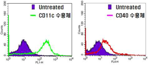 수지상세포의 CD11c(좌) 및 CD40(우)의 발현 평가