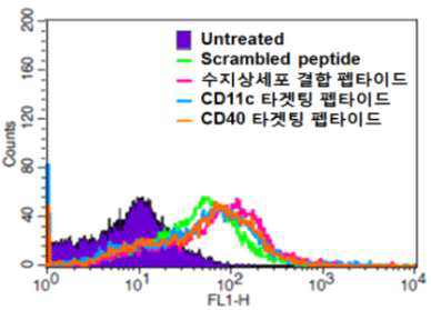 CD11c 및 CD40 타겟팅 펩타이드의 수지상 세포 결합능