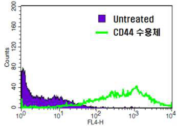 수지상 세포의 CD44 발현