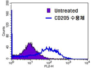 수지상 세포의 CD205 발현