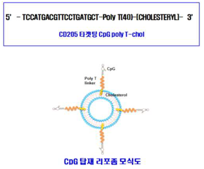 CpG 콜레스테롤 유도체로 제조된 나노 입자의 구조(위) 및 모식도(아래)