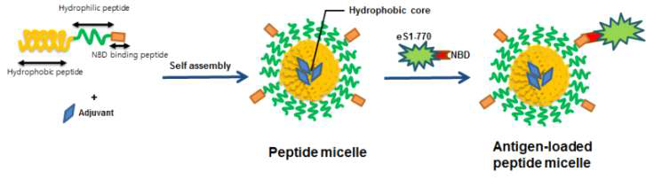 펩타이드 미셀 나노 어쥬번트의 모식도