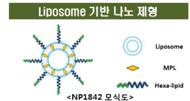 Liposome 기반 NP 1842의 면역원성 평가