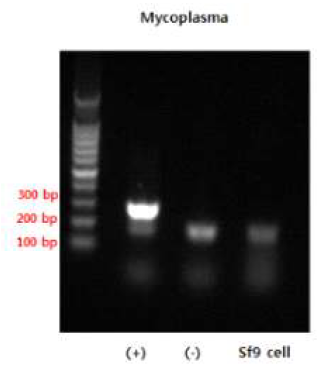 마이코플라즈마 오염 확인 결과 * (+):positive control, (-): negative control, internal control: 170bp, Mycoplasma : 260-280 bp