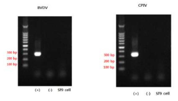 BVDV와 CPIV 오염 확인 결과 *(+):positive control, (-): negative control, BVDV : 297 bp, CPIV : 333 bp