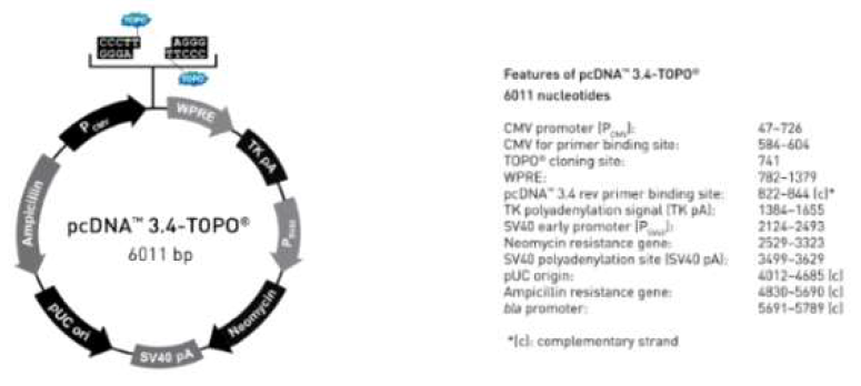 pcDNA 3.4-TOPO TA vector map