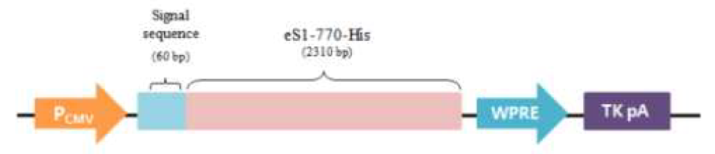 eS1-770 mammalian expression vector 모식도