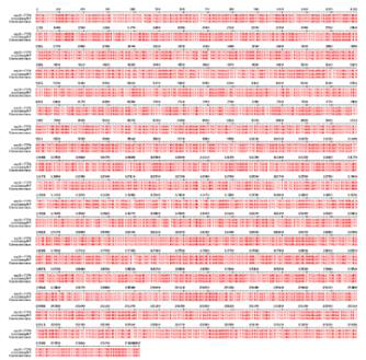 MERS-CoV eS1-770 sequence와 cloning한 유전자 sequence의 alignment map. *붉은색으로 표시된 sequence는 일치함을 나타냄