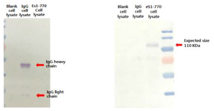 MERS-CoV eS1-770 발현확인을 위한 western blotting 결과