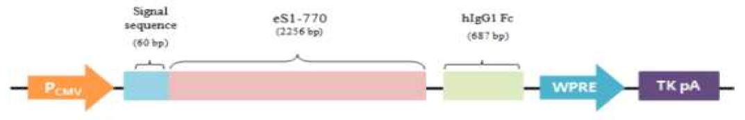 MERS-CoV eS1-770-Fc1 mammalian expression vector 모식도