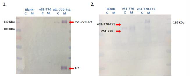 MERS-CoV eS1-770-Fc1 발현확인을 위한 western blotting 결과