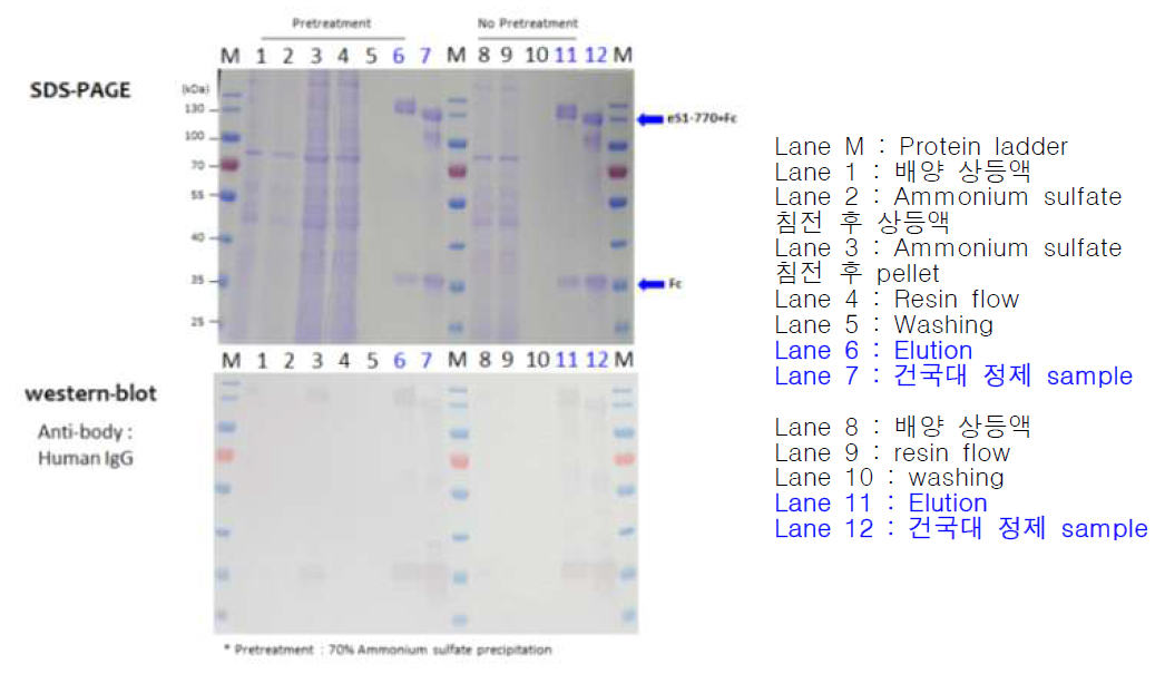 Protein analysis of affinity chromatography