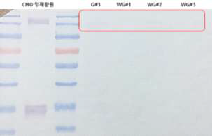 Baculovirus Seed lot#3-161130 (1.1 x 10^7 FFU/ml) infection을 통한 MERS eS1-770-Fc4 항원 발현을 western blotting으로 확인 결과