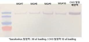 Baculovirus infection을 통한 MERS eS1-770-Fc4 항원 발현 확인 결과