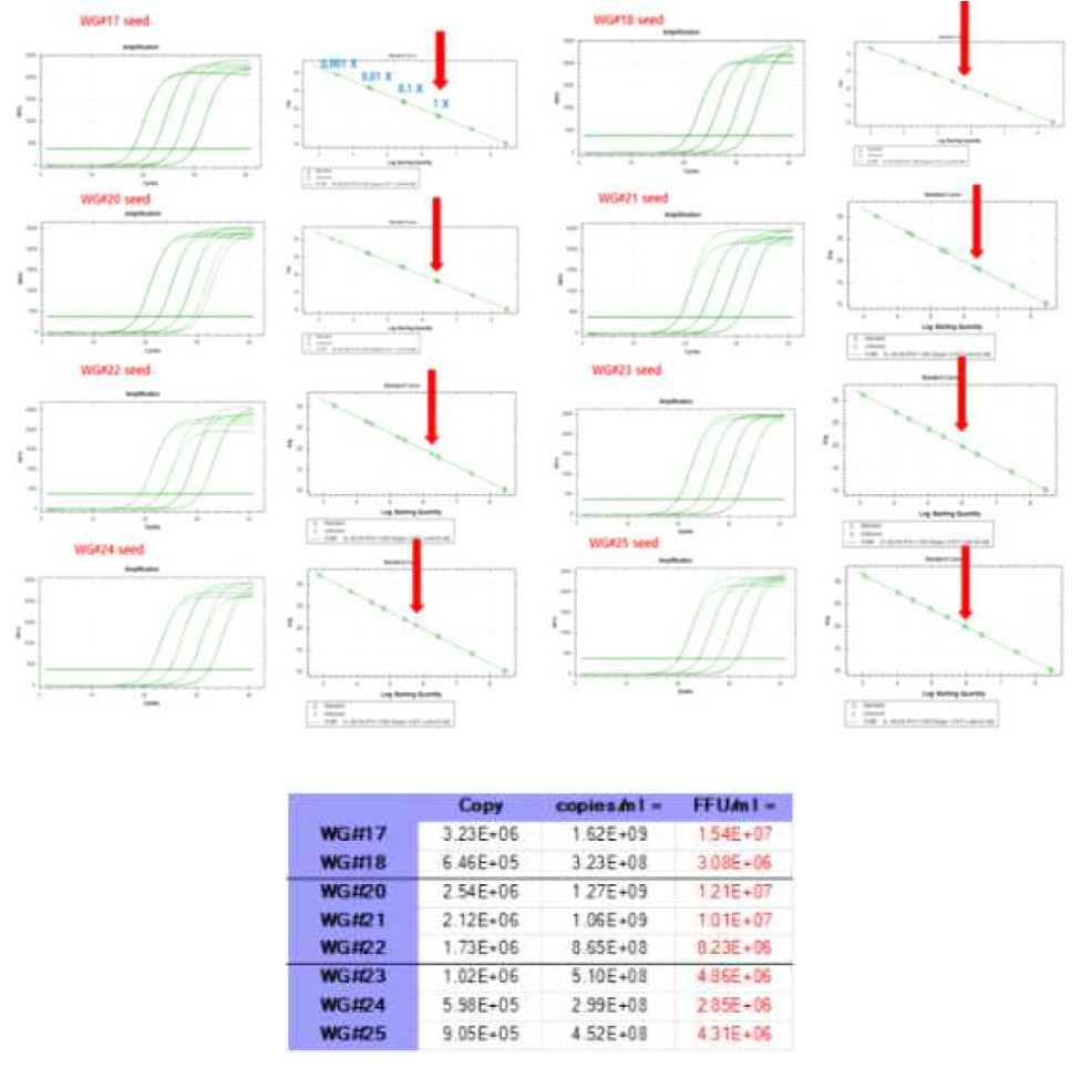 Real-time PCR을 통한 Baculovirus seed titration 결과 및 copies number를 FFU/ml로 환산한 결과