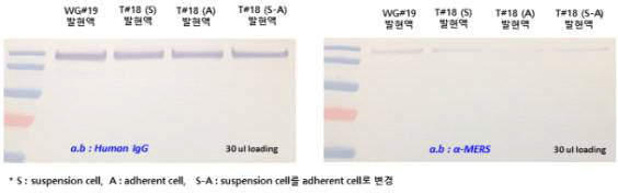 HighFive cells 배양 조건에 따른 MERS 항원 발현 비교 결과