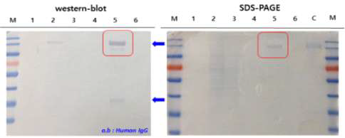 정제한 MERS-CoV eS1-770-Fc4 항원의 western blot, SDS-PAGE 결과 및 단백질 분석