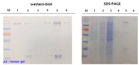 정제한 MERS-CoV eS1-770-Fc4 항원의 western blot, SDS-PAGE 결과 및 단백질 분석