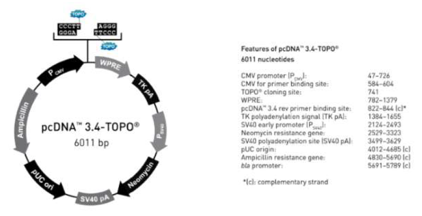 pcDNA 3.4-TOPO TA vector map