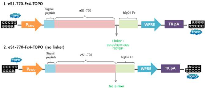 MERS-CoV eS1-770-Fc4 mammalian expression vector 모식도