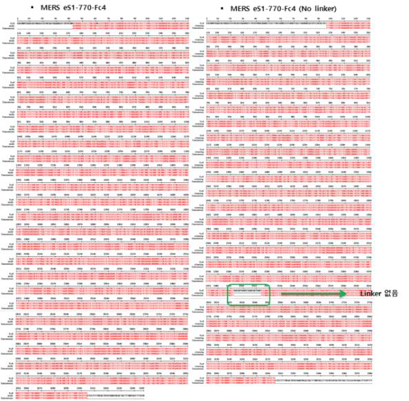 MERS-CoV eS1-770 sequence와 cloning한 유전자 sequence의 alignment map. * 붉은색으로 표시된 sequence는 일치함을 나타냄