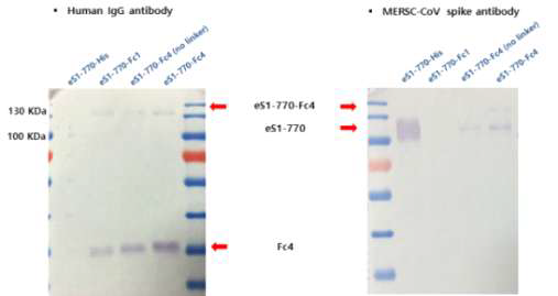 MERS-CoV eS1-770-Fc4/ eS1-770-Fc4 (no linker) 발현확인을 위한 western blotting 결과