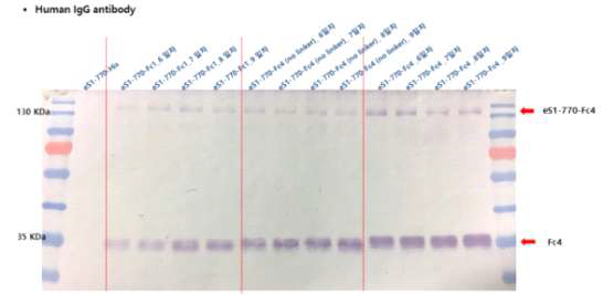 MERS-CoV eS1-770-Fc4/ eS1-770-Fc4 (no linker) 항원의 배양일에 따른 발현 비교 western blotting 결과