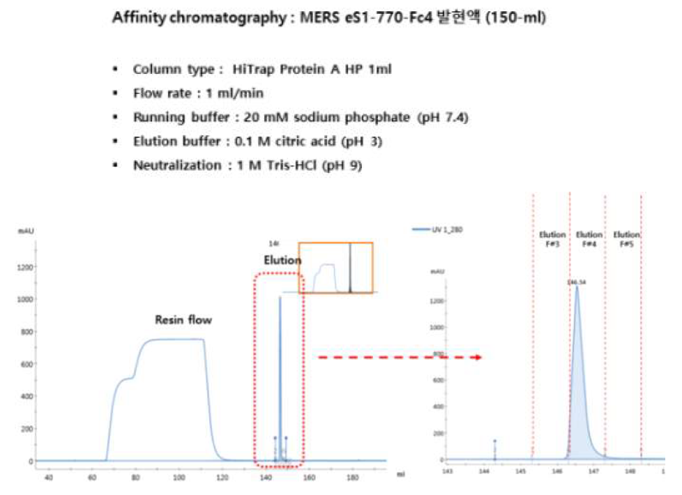 MERS-CoV eS1-770-Fc4 발현액 affinity chromatography 결과