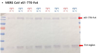 MERS-CoV eS1-770-Fc4 항원의 harvesting time과 배양일에 따른 cleavage 현상 비교