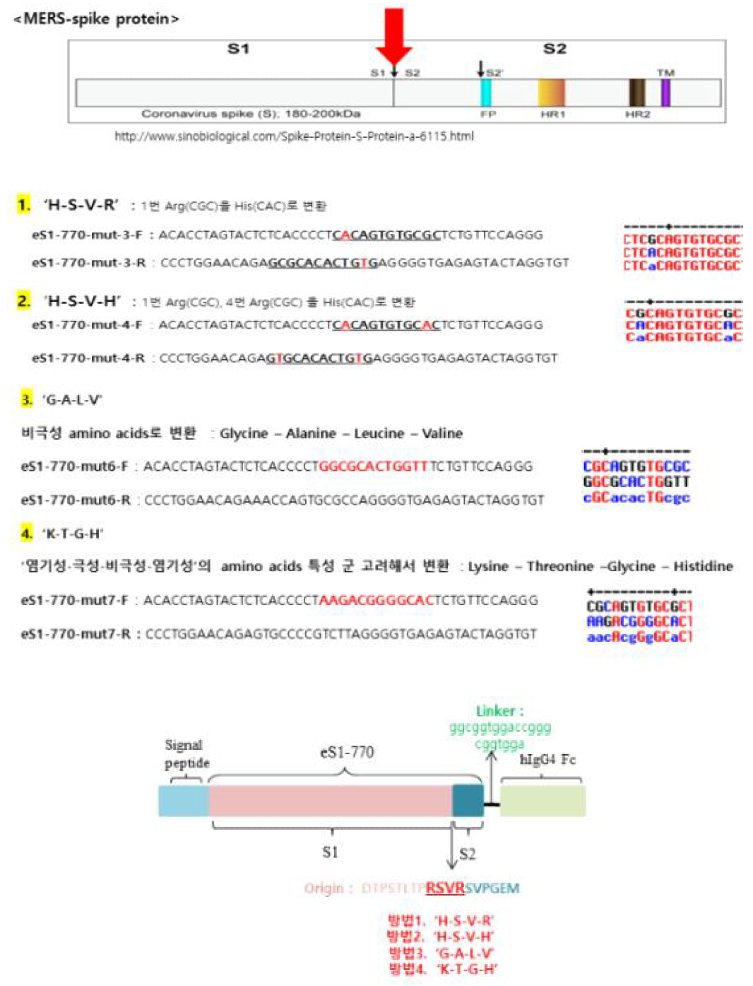 Mutated eS1-770-Fc4 mammalian expression vector 모식도