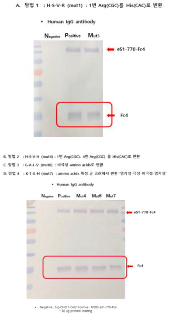 MERS-CoV eS1-770-Fc4 항원의 mutation에 따른 cleavage 현상 확인