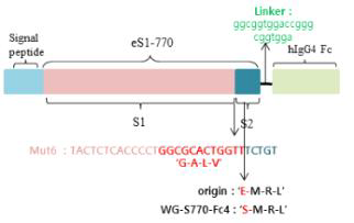 MERS-CoV WG-S770-Fc4 mammalian expression vector 모식도