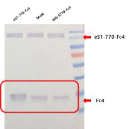 MERS WG-S770-Fc4 항원의 cleavage 현상 확인 결과
