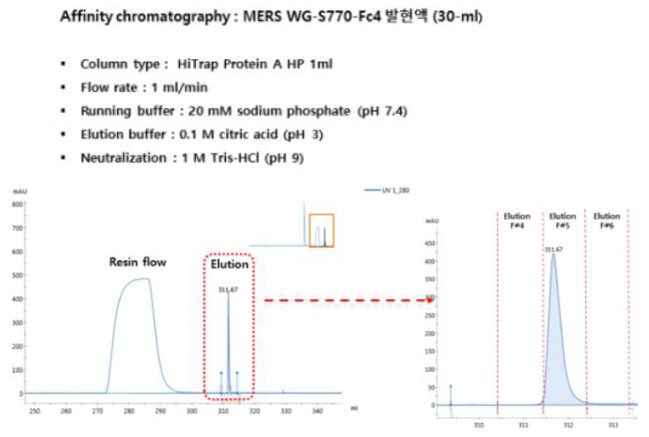 MERS-CoV WG-S770-Fc4 발현액 affinity chromatography 결과