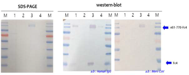 정제한 MERS-CoV WG-S770-Fc4 항원의 western blot, SDS-PAGE 결과 및 단백질 분석