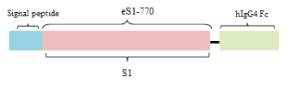 MERS-CoV WG-S1-Fc4 유전자 모식도