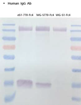 MERS-CoV WG-S1-Fc4 유전자 제작 및 CHO expression system을 통해 발현 확인 결과