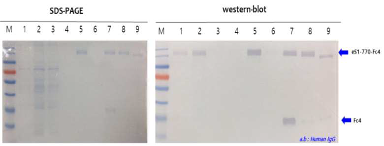 정제한 MERS-CoV WG-S1-Fc4 항원의 western blot, SDS-PAGE 결과 및 단백질 분석