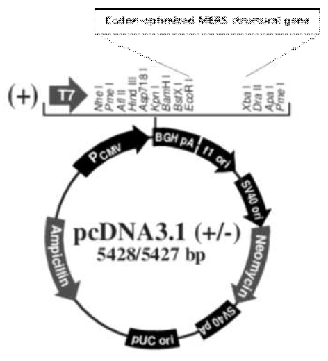 MERS structural protein expression vector