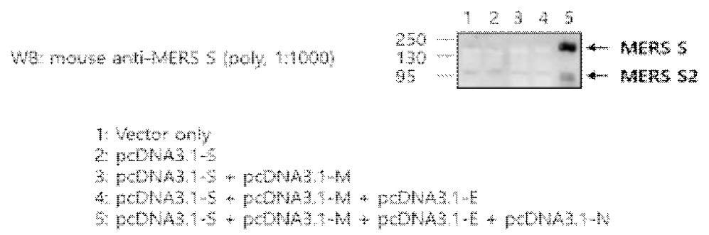 Identification of MERS VLP by western blot