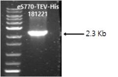 MERS eS770-TEV-His 유전자의 PCR 확인