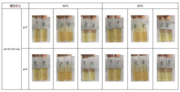 MERS eS770-TEV-His 무균시험 확인