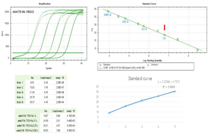 Real-time PCR을 통한 titration