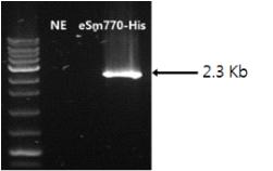 MERS eSm770-His 유전자 PCR 확인