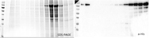 정제한 MERS-CoV eSm770-His 항원의 SDS-PAGE 및 단백질 분석