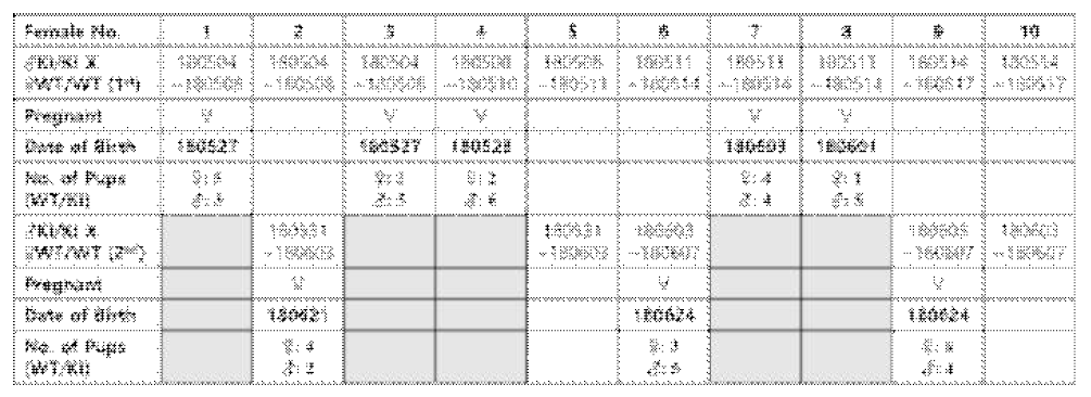 Homozygous (KI/KI) 와 야외주 (WT/WT) 교배 결과