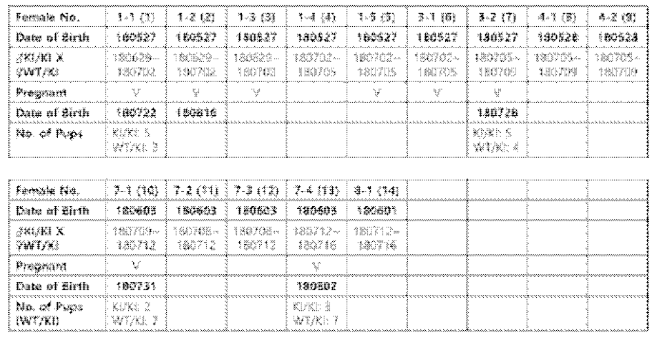 Homozygous (KI/KI) 와 heterozygous (WT/KI) 교배 결과