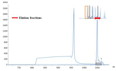 MERS-CoV eS1-770 발현 항원의 affinity chromatography elution profiles