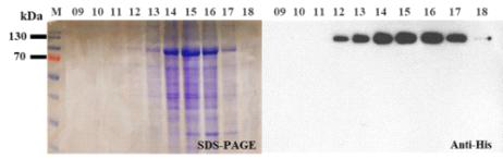 MERS-CoV eS1-770 발현 항원의 SDS-PAGE 및 immunoblot 분석